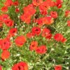 פרג כרמלי / Papaver Carmeli