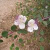 צלף קוצני / Capparis zoharyi
