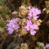 קורנית מקורקפת / Coridothymus capitatus