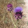 קנרס סורי / Cynara syriaca