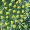 שומר פשוט / Foeniculum vulgare