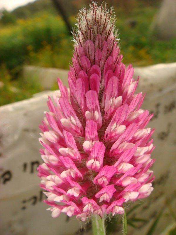 תלתן ארגמן / Trifolium purpureum