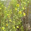 טיון דביק / Inula viscosa