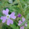 כרמלית נאה / Ricotia lunaria