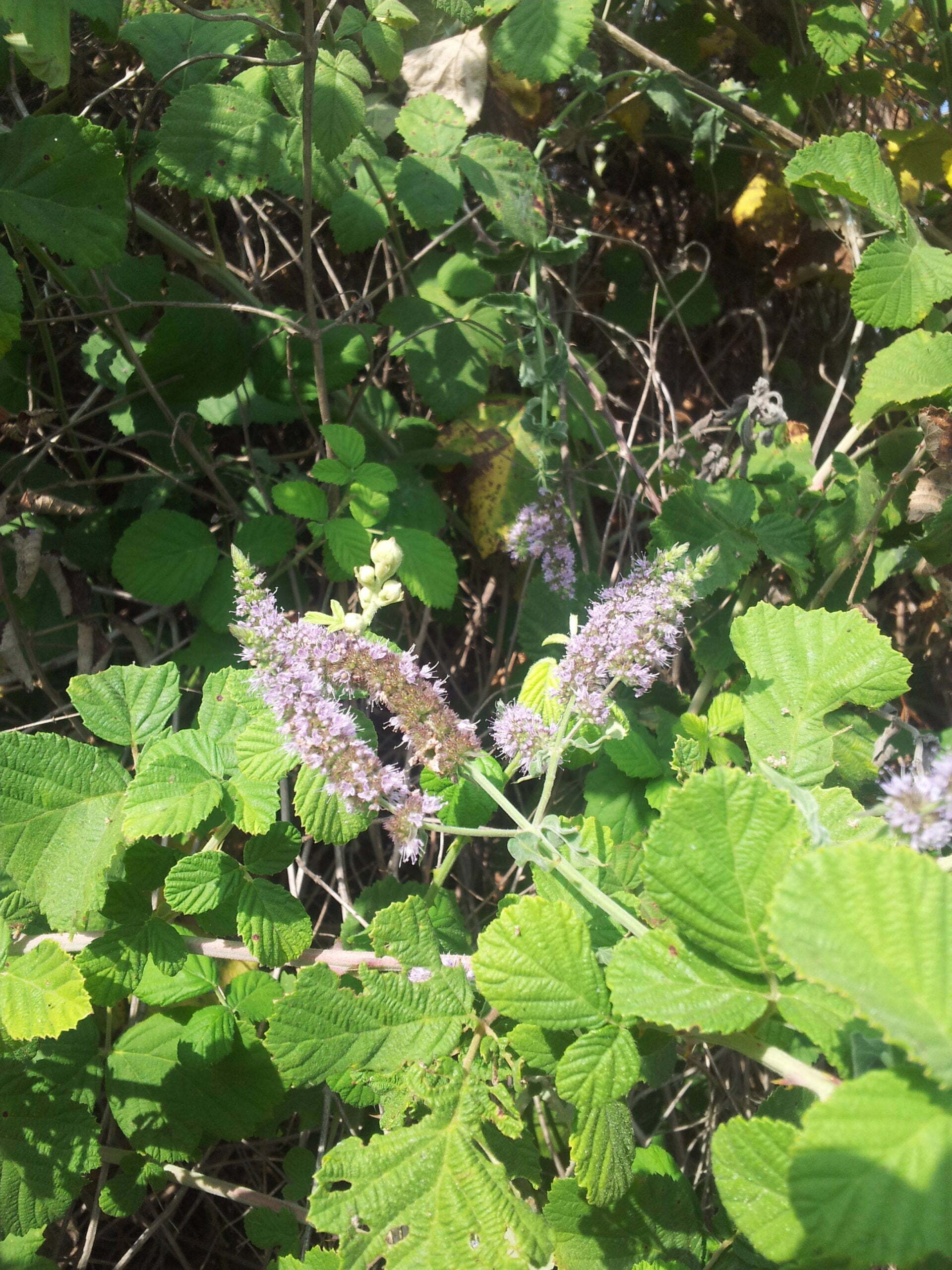 שתיל נענע משובלת / Mentha longifolia