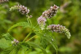 שתיל נענע משובלת / Mentha longifolia