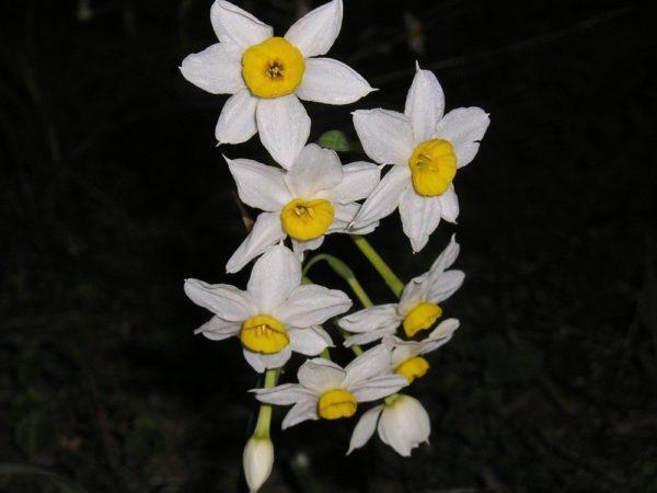 מארז נרקיס מצוי / Narcissus tazetta