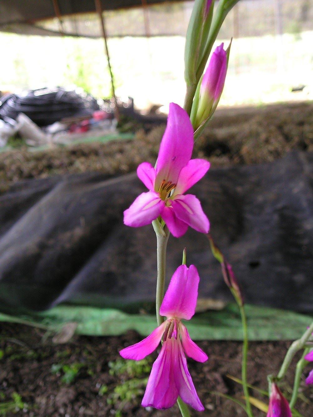 סייפן התבואה / Gladiolus italicus