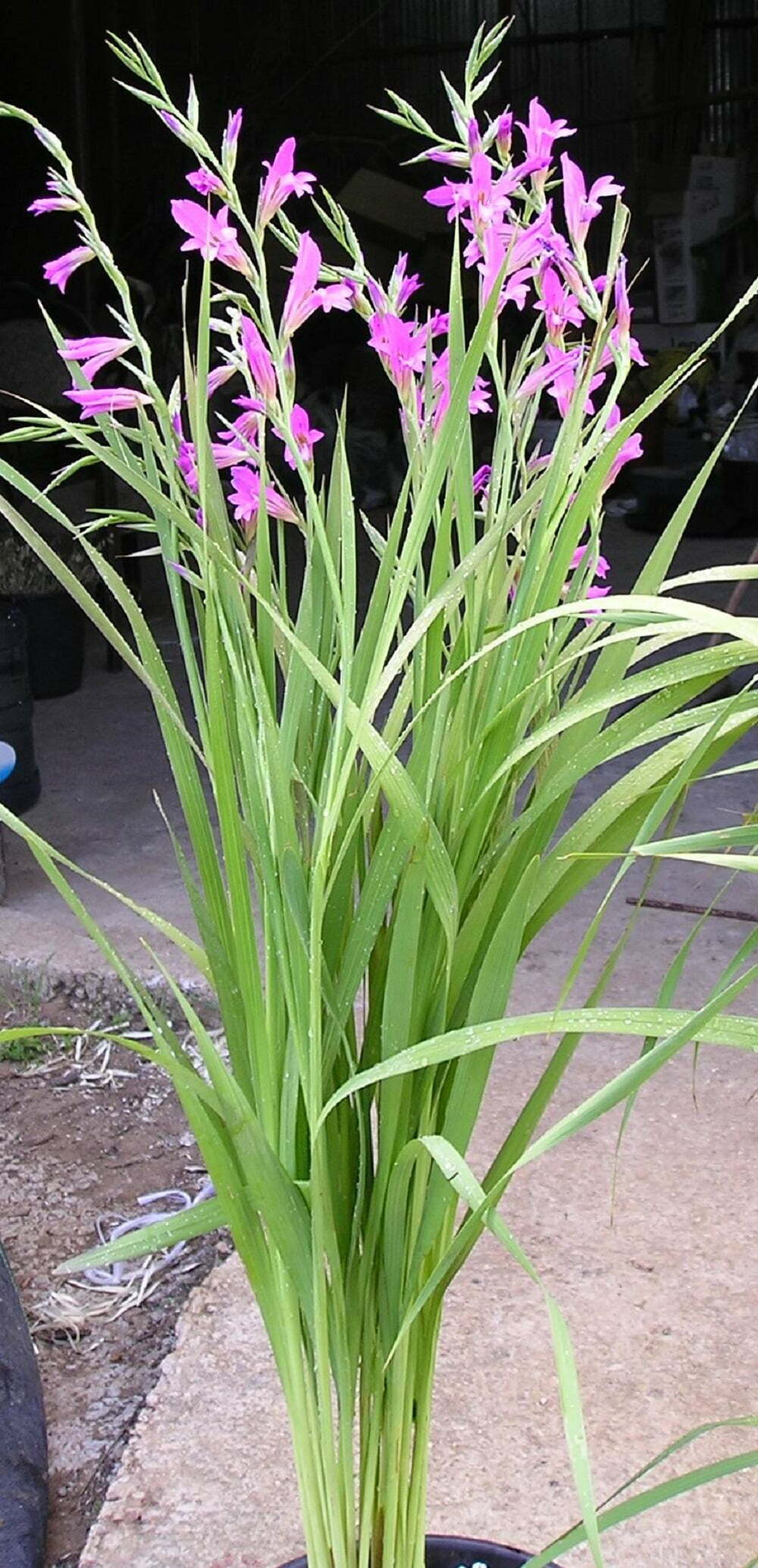 סייפן התבואה / Gladiolus italicus