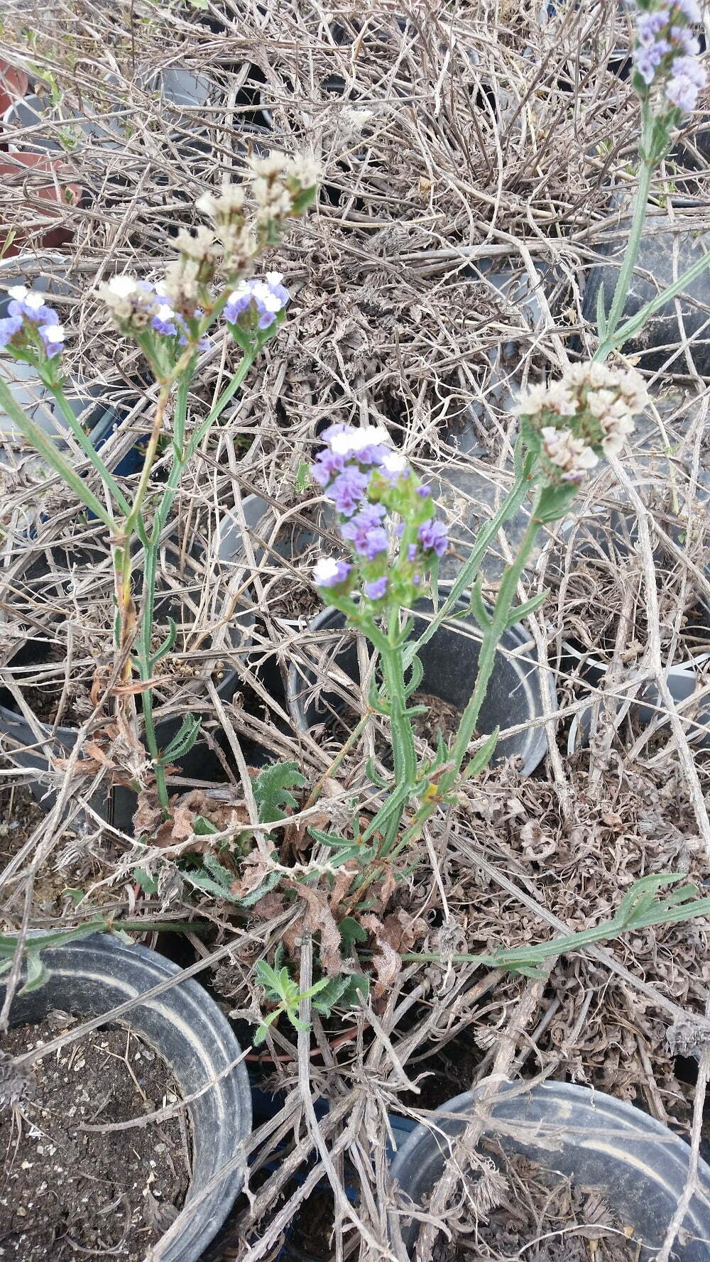 זרעי עדעד כחול / Limonium sinuatum