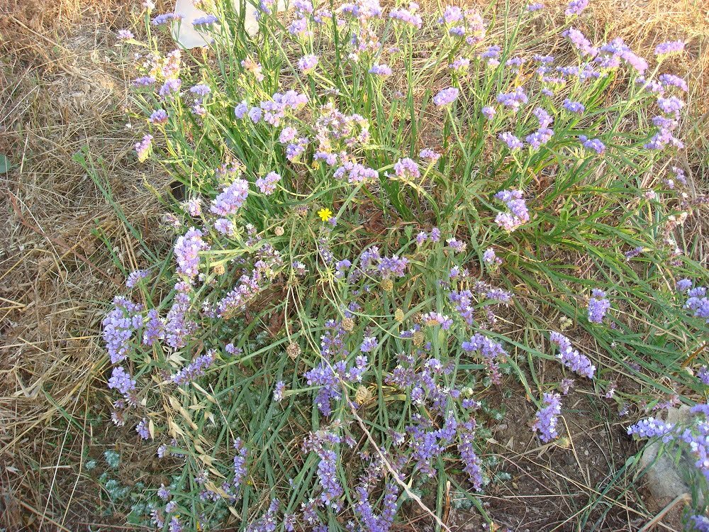 זרעי עדעד כחול / Limonium sinuatum