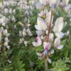 תורמוס ארץ-ישראלי / Lupinus palaestinus