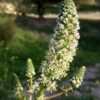 רכפה לבנה / Reseda alba