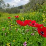 מיקס פריחה נמוכה / Low blooming mix