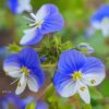 ורוניקה סורית / Veronica syriaca