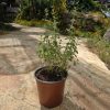 שתיל אזוב מצוי - זעתר / Origanum syriacum