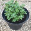 עלי אזוב מצוי - זעתר לחליטה / Origanum syriacum