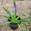 שתיל בן חצב יקינתוני / Scilla hyacinthoides