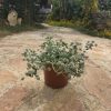 שתיל געדה מצויה / Teucrium capitatum