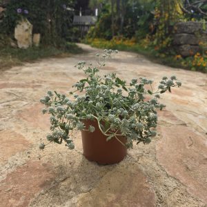 שתיל געדה מצויה / Teucrium capitatum