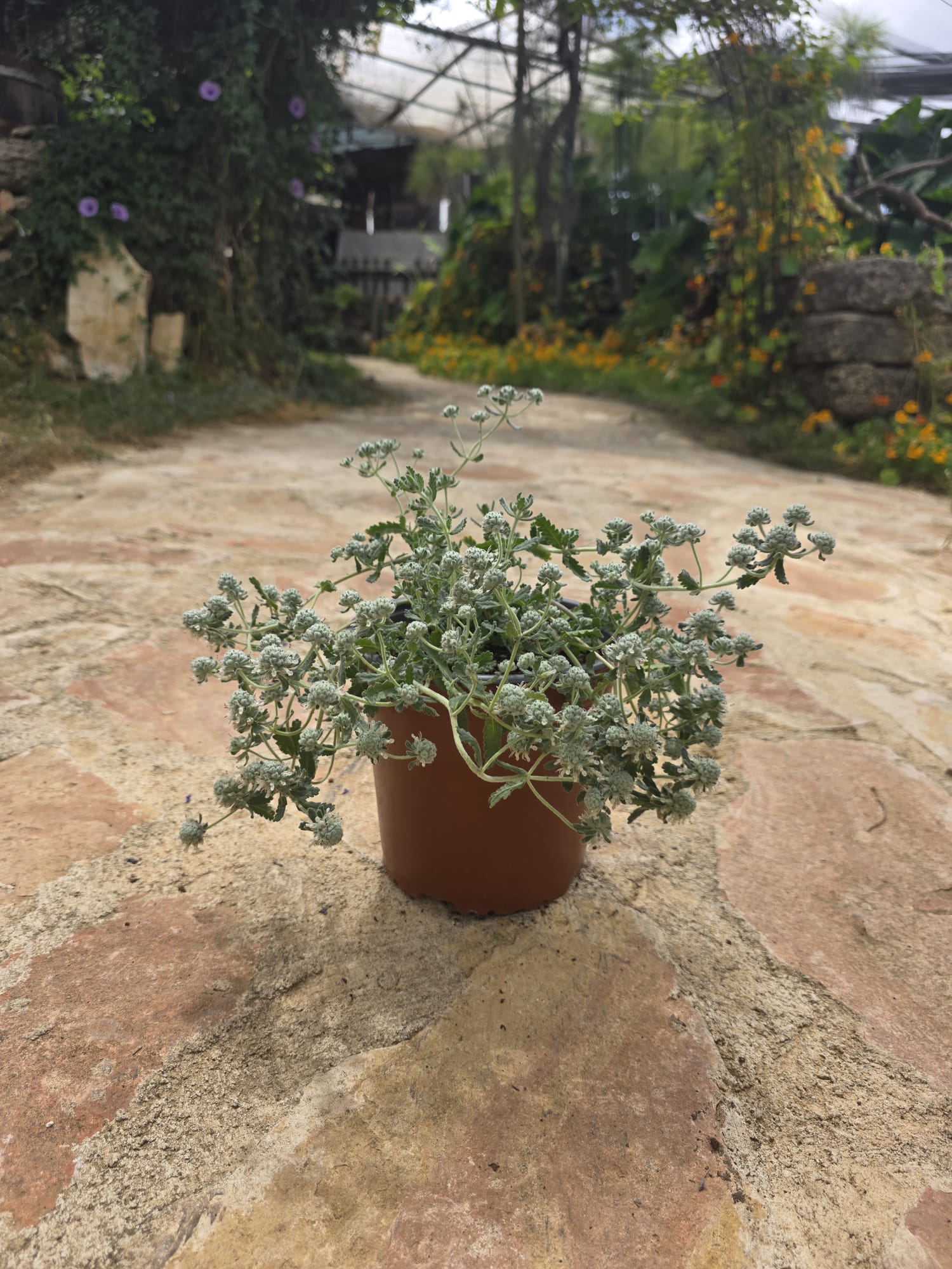 שתיל געדה מצויה / Teucrium capitatum