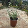 שתיל זוטה לבנה / Micromeria fruticosa