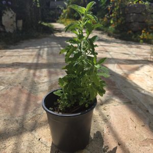שתיל לוטם שעיר / Cistus creticus