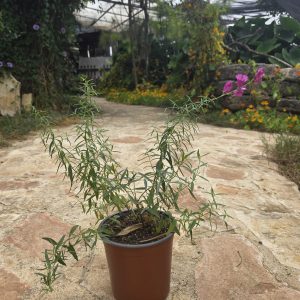 שתיל לוע-ארי בר / Antirrhinum majus