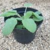 שתיל מרווה מרושתת / Salvia sclarea