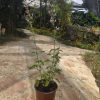 שתיל מרווה משולשת / Salvia fruticosa Mill