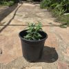 שתיל נענע משובלת / Mentha longifolia