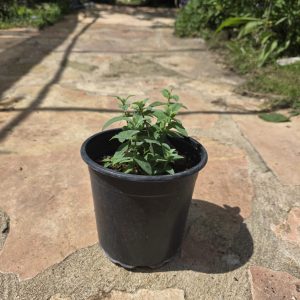 שתיל נענע משובלת / Mentha longifolia