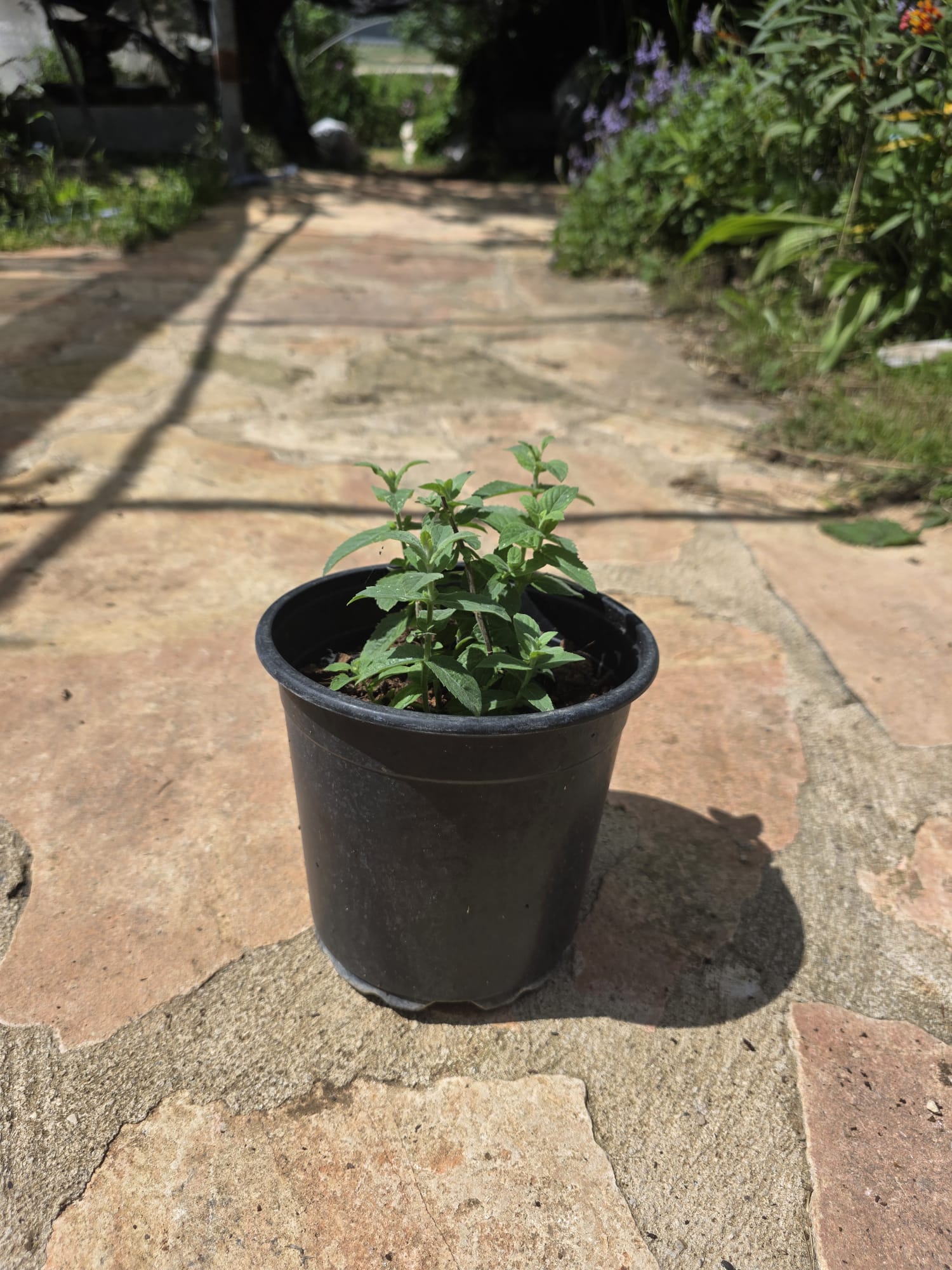 שתיל נענע משובלת / Mentha longifolia