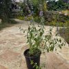 שתיל נפית כפופה / Nepeta curviflora