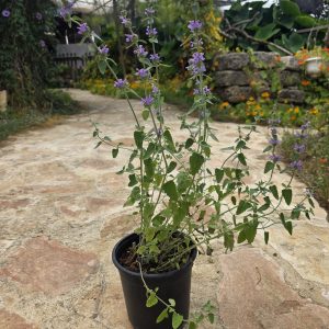 שתיל נפית כפופה / Nepeta curviflora