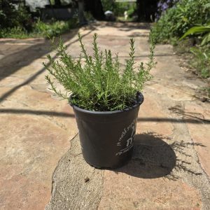 שתיל קורנית מקורקפת / Coridothymus capitatus