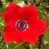 מארז כלנית מצויה- 7 יחידות / Anemone coronaria