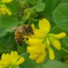 מיקס צמחי מרפא לדבורים/ Medicinal plant mix for bees