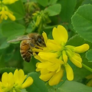 מיקס צמחי מרפא לדבורים/ Medicinal plant mix for bees