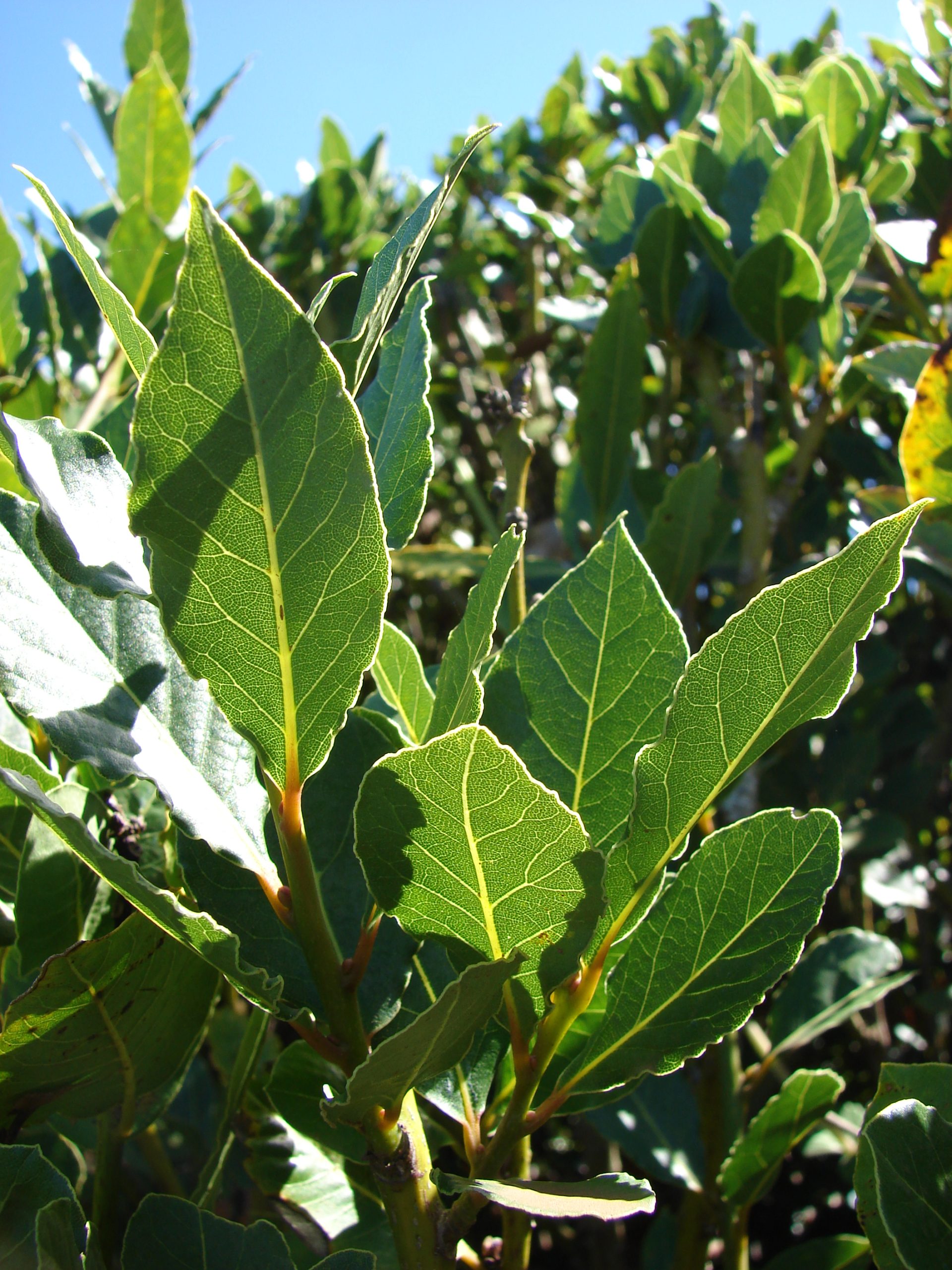 שתיל דפנה ער אציל – Laurus nobilis