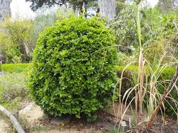 שתיל דפנה ער אציל – Laurus nobilis