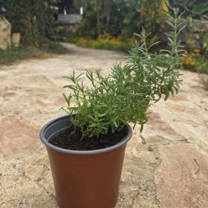 שתיל אזוביון דגול / Lavandula stoechas