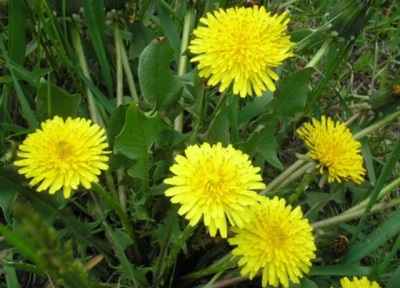 שן הארי עלים לחליטת מרפא / Dandelion