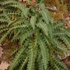עלי דנדנה רפואית לחליטת מרפא / Mediterranean Spleenwort