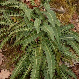 עלי דנדנה רפואית לחליטת מרפא / Mediterranean Spleenwort