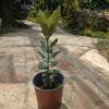 שתיל דפנה ער אציל - Laurus nobilis
