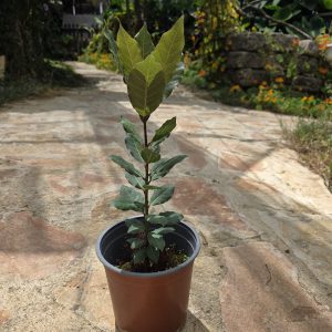 שתיל דפנה ער אציל – Laurus nobilis
