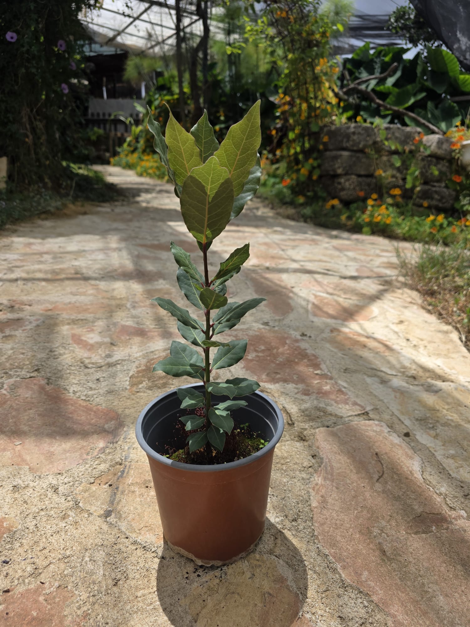 שתיל דפנה ער אציל – Laurus nobilis