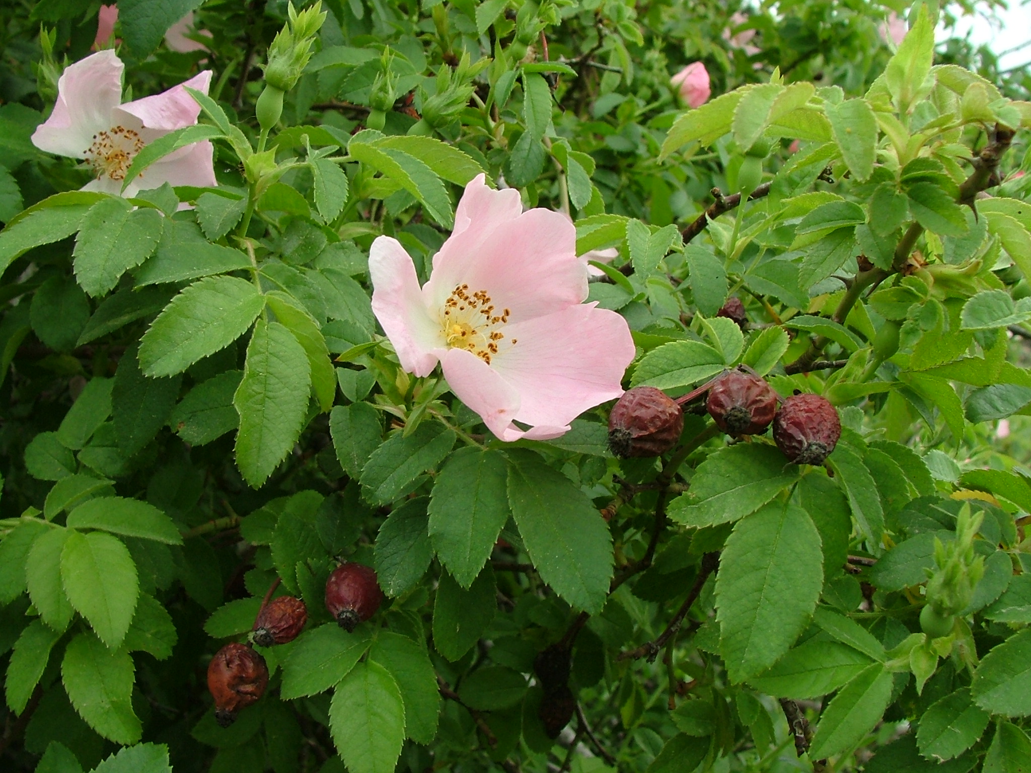 עלי ורד הכלב לחליטת מרפא / Dog Rose