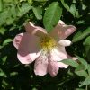 עלי ורד הכלב לחליטת מרפא / Dog Rose
